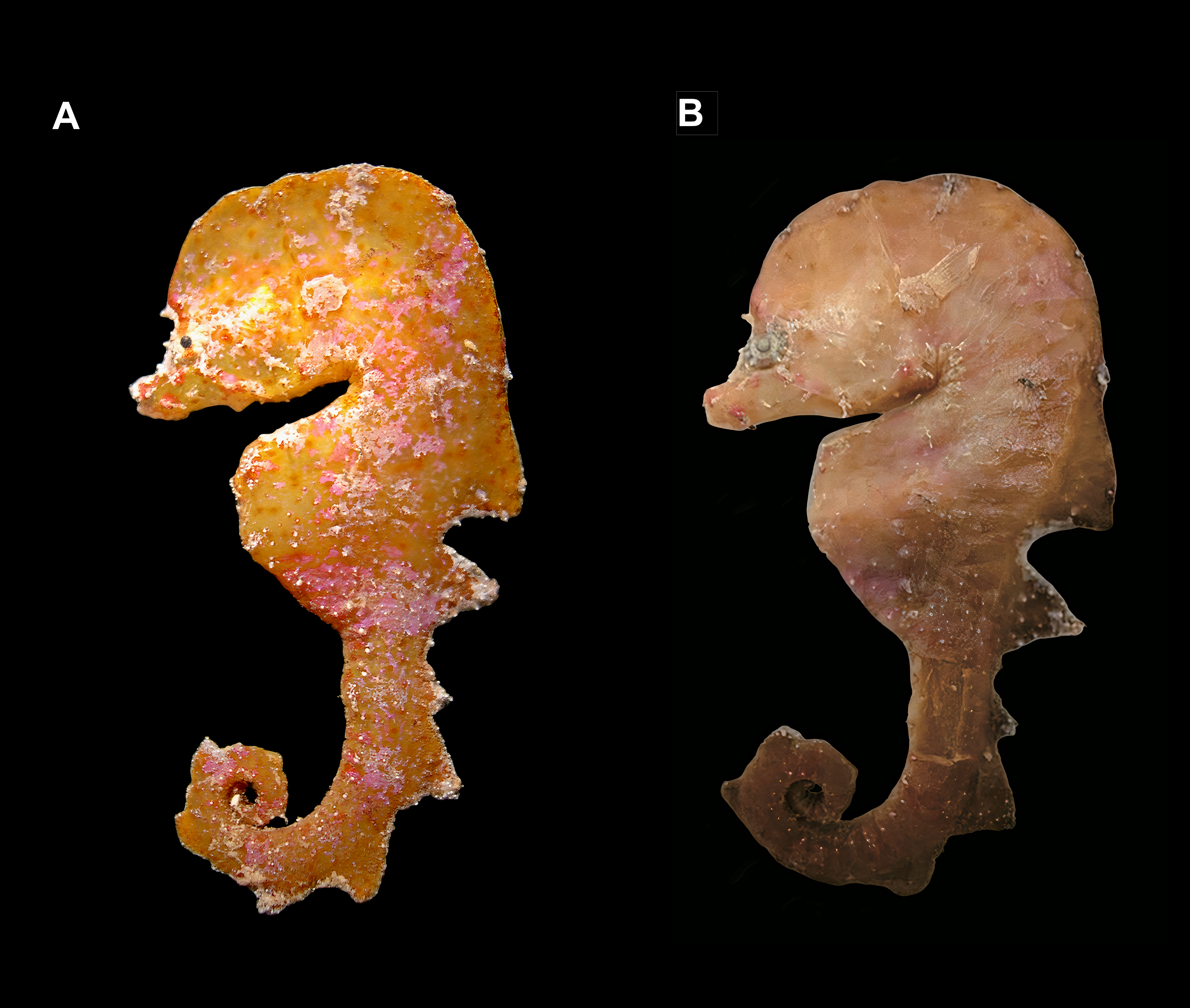 A museum specimen of Australyichthys aegis showing two animals one with bright orange coloring and one much paler.